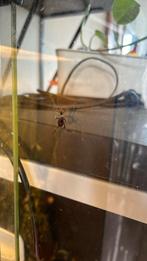 Flappentakken grote en kleine, Dieren en Toebehoren, Reptielen en Amfibieën | Toebehoren, Ophalen of Verzenden