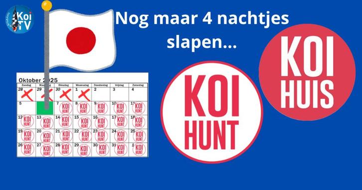 koi koihunt Japan, Dieren en Toebehoren, Vissen | Vijvervissen, Karper of Koi