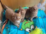Cinnamon latent DBE ) dominant Bleu eyes, Dieren en Toebehoren, Katten en Kittens | Raskatten | Korthaar, Meerdere dieren, Gechipt