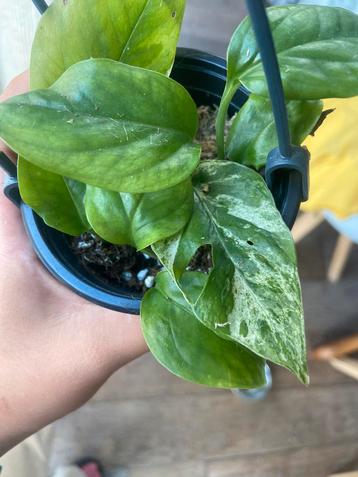 Epipremnum pinnatum marble variegata reverted stekjes beschikbaar voor biedingen