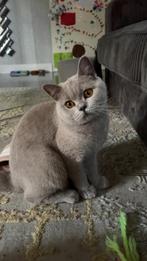 Mauwie Britse korthaar (stamboom/binnen poes) nog een kitten, Dieren en Toebehoren, Katten en Kittens | Raskatten | Korthaar, Poes