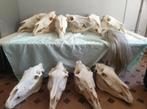 Schedel paard paardenschedel anatomie GROOT compleet botten, Verzamelen, Dierenverzamelingen, Verzenden, Nieuw, Paard, Schedel