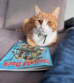 Lieve Europese korthaar, Dieren en Toebehoren, Katten en Kittens | Overige Katten, Kater, Kortharig, 6 jaar of ouder