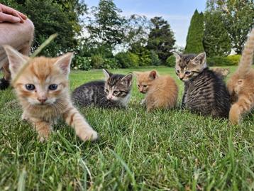 Super schattige kittens te koop!!! beschikbaar voor biedingen