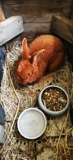 Rode Nieuw Zeelander van 6 mnd oud, Dieren en Toebehoren, Konijnen, Mannelijk, Middelgroot, 0 tot 2 jaar