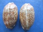 Schelpen: Cypraea eglantina Duclos f++/gem 45-65mm, Verzenden, Schelp(en)
