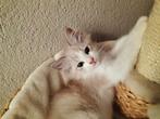 Ragdollkittens beschikbaar, Dieren en Toebehoren, Katten en Kittens | Raskatten | Langhaar, Meerdere dieren, Gechipt, 0 tot 2 jaar