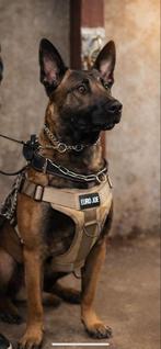 Zeer goede mechelse herder !!, Reu, 1 tot 2 jaar, Parvo, Eén hond