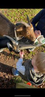 2 dwerggeit dames (moeder-dochter), Dieren en Toebehoren, Schapen, Geiten en Varkens, Vrouwelijk, Geit