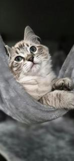Ragdoll kitten katertje, Dieren en Toebehoren, Meerdere dieren, Gechipt