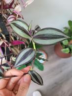 Tradescantia stekken, 100 tot 150 cm, Overige soorten, Ophalen of Verzenden, Volle zon