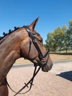 Passier Blu Spirit Hoofdstel Blinky met Strass en Lak, Full, Dieren en Toebehoren, Ophalen of Verzenden, Nieuw, Dressuur