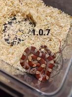 Pantherophis guttatus, Slang, Tam, 0 tot 2 jaar