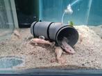 Platinum Roodstaartmeerval, rtc, meerval, Dieren en Toebehoren, Vissen | Aquariumvissen, Vis, Zoetwatervis