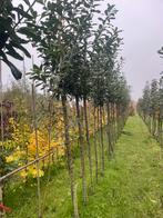 Vanaf oktober 20.000 nieuwe bomen en struiken., Ophalen of Verzenden