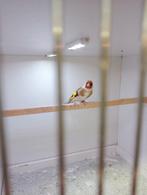 Prachtige Parva man 2025, Mannelijk, Geringd