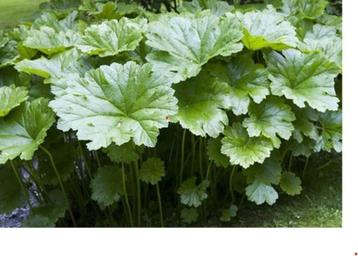 Schildblad of Darmera peltata beschikbaar voor biedingen