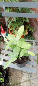 Eucalyptus globulus planten, Ophalen of Verzenden, Volle zon, Overige soorten, Minder dan 100 cm
