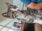 prachtige savannah kat, Dieren en Toebehoren