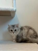 Britse langharige poes, Dieren en Toebehoren, Katten en Kittens | Overige Katten, Poes