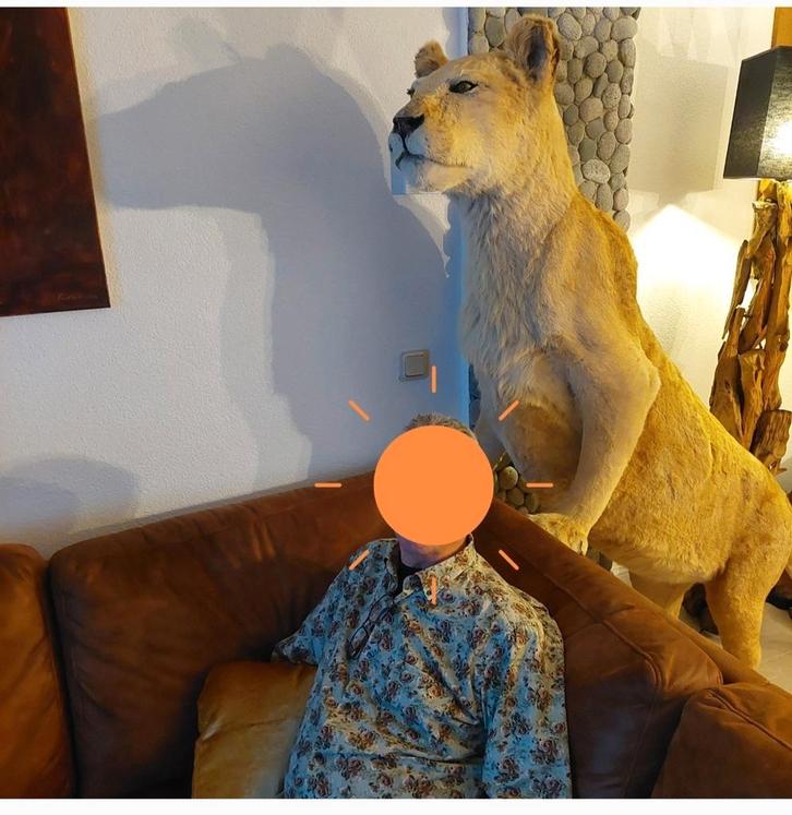 Leeuwin ,taxidermie, taxidermy,  leeuw unieke pose, Verzamelen, Dierenverzamelingen, Zo goed als nieuw, Opgezet dier, Ophalen