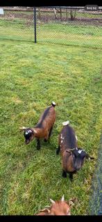 2 dwerggeit lammetjes, Dieren en Toebehoren, Schapen, Geiten en Varkens, Meerdere dieren, Geit, 0 tot 2 jaar