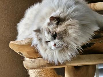 Gastgezin gezocht, Voor dekkater en poes! beschikbaar voor biedingen