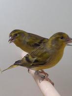 2-0 Bastaard Europese sijs x raza espagnola, Dieren en Toebehoren, Vogels | Overige Vogels, Mannelijk, Wildzangvogel, Geringd