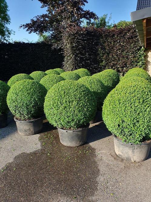 Mooie buxus, Tuin en Terras, Planten | Struiken en Hagen, Buxus, Minder dan 100 cm, Ophalen