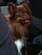 Gezocht een maatje voor ons pomchi, Dieren en Toebehoren, Honden | Chihuahua's en Gezelschapshonden, Rabiës (hondsdolheid), Overige rassen