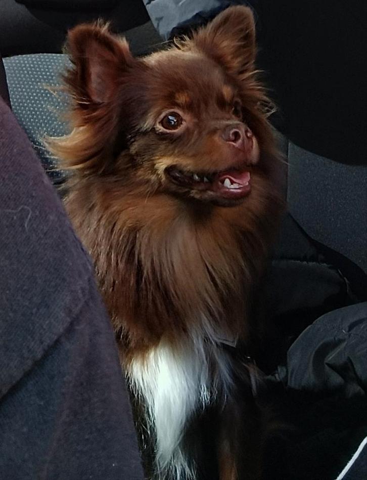 Gezocht een maatje voor ons pomchi, Dieren en Toebehoren, Honden | Chihuahua's en Gezelschapshonden, Geslacht onbekend, Overige rassen