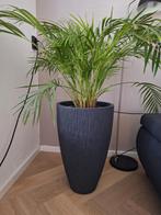 Areca palm in grote sierpot, Ophalen, Halfschaduw, Minder dan 100 cm