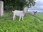 Bokken, Dieren en Toebehoren, Schapen, Geiten en Varkens, Mannelijk, Geit, 0 tot 2 jaar