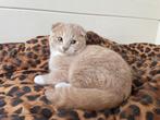 Scottish Fold x Britse Korthaar x Europese Korthaar kittens, Dieren en Toebehoren, Katten en Kittens | Raskatten | Korthaar, Poes
