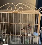 Leuke flierefluiters (zebravinken), Ophalen of Verzenden, Zo goed als nieuw, Hout, Vogelkooi