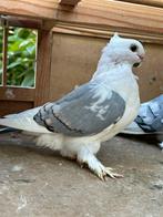 Sierduiven, Dieren en Toebehoren, Vogels | Duiven, Meerdere dieren, Overige soorten