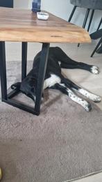 Lieve Numa 1 jaar met paspoort en andere papieren, Dieren en Toebehoren, Honden | Niet-rashonden, 15 weken tot 1 jaar, Reu, Eén hond