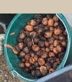 Walnoten niet de beste en mooiste, Ophalen of Verzenden