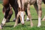 Kleinschalige stal aan huis, Dieren en Toebehoren, Stalling en Weidegang, Stalling, 4 paarden of pony's of meer