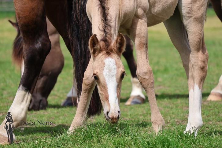 Kleinschalige stal aan huis nu ook volpension, Dieren en Toebehoren, Stalling en Weidegang, Stalling, 4 paarden of pony's of meer