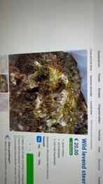 Leven en dood steen voor rif, Dieren en Toebehoren, Ophalen of Verzenden, Plant(en), Steen of Hout