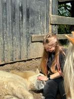 Gezocht HCA sulky., Dieren en Toebehoren, Ophalen of Verzenden