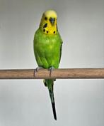 Duivelsvis zoekt een huisje! grasparkiet, Mannelijk, Parkiet
