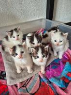 Maine Coon x Britse korthaar kittens, Dieren en Toebehoren, Katten en Kittens | Raskatten | Langhaar, Meerdere dieren, Ontwormd