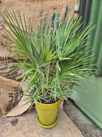 Chamaerops humilis p24, Huis en Inrichting, Kamerplanten, Ophalen of Verzenden, Halfschaduw, Minder dan 100 cm