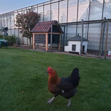 Kippenhok groot formaat beschikbaar voor biedingen