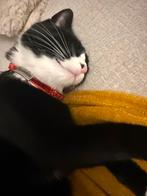 Kitten, Kater, Ingeënt