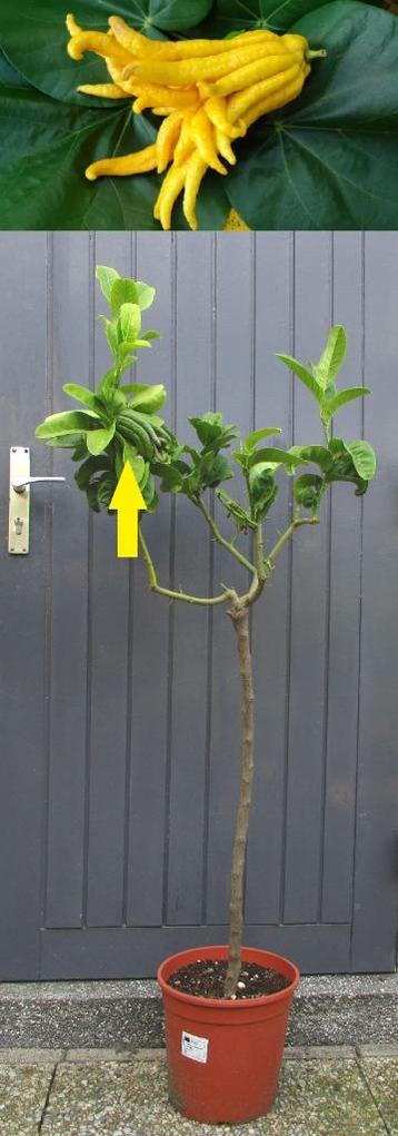 4 Citroenen Hand Van Boeddha- Citrus Medica Digitana +5 Vruc beschikbaar voor biedingen