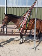 Gedragstraining paard, Dieren en Toebehoren, Paarden en Pony's | Overige Paardenspullen, Nieuw, Ophalen of Verzenden