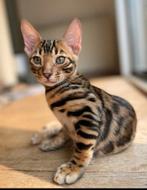 Bengaalse kat, Dieren en Toebehoren, Katten en Kittens | Raskatten | Korthaar, Kater, 3 tot 5 jaar